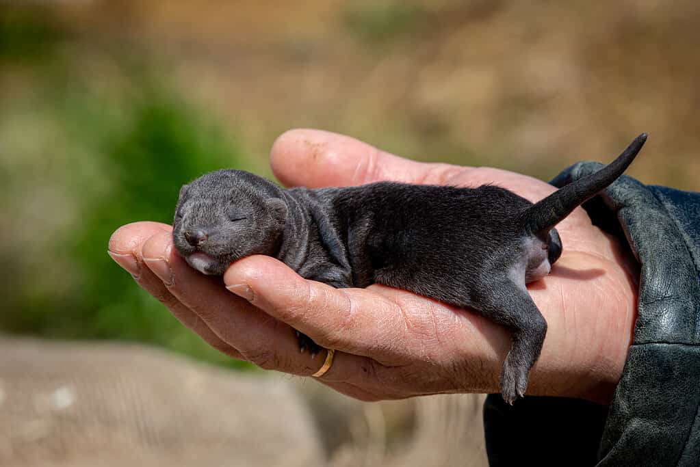 Baby Mink: 10 Adorable Pictures and 9 Incredible Facts