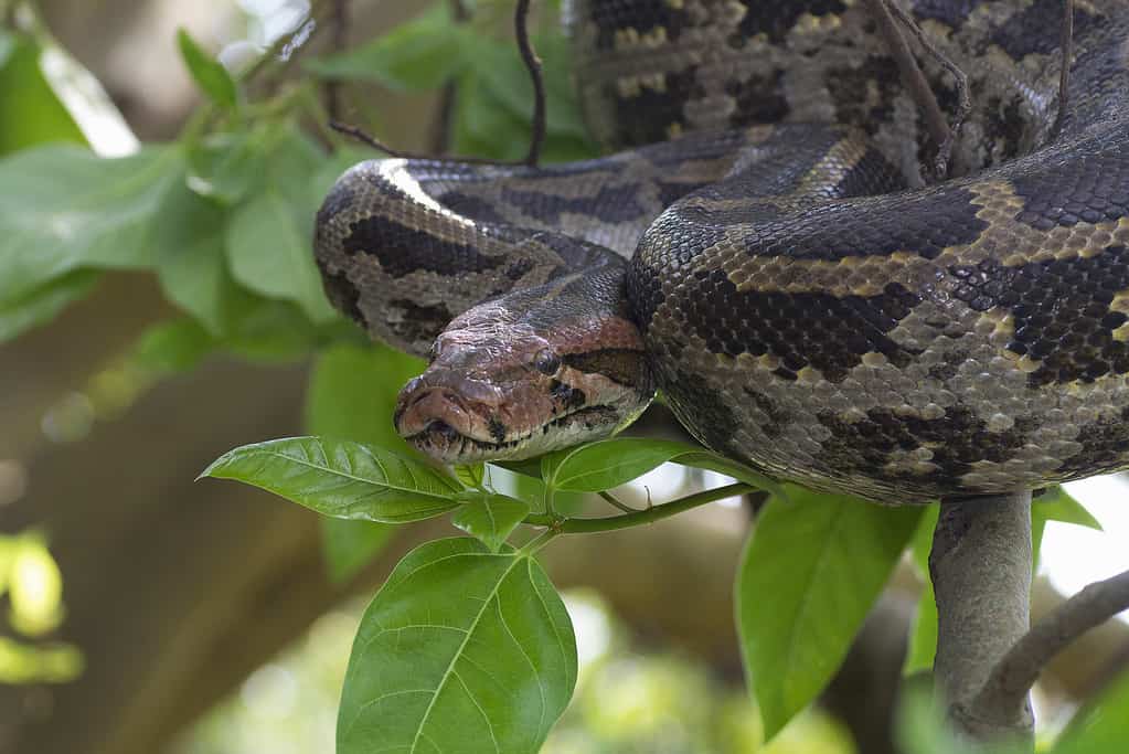 Jungle Book Animals: Discover the Real Life Animals In the Book