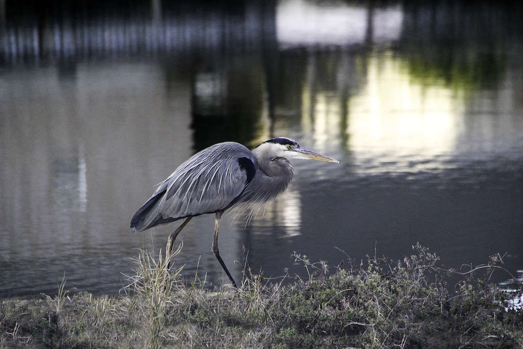 How Many Alligators Live in Caddo Lake in Texas?