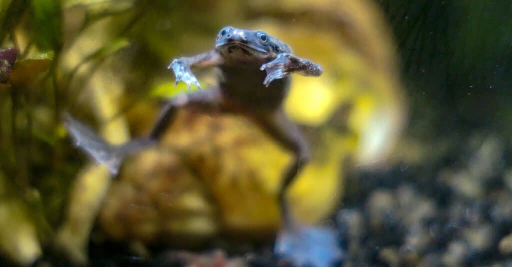 The 17 Best Tank Mates to Pair With Shrimp