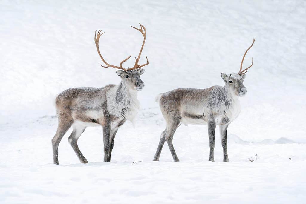 The Biggest October Snowstorm in Alaska History Dumped an Absurd Amount of Snow