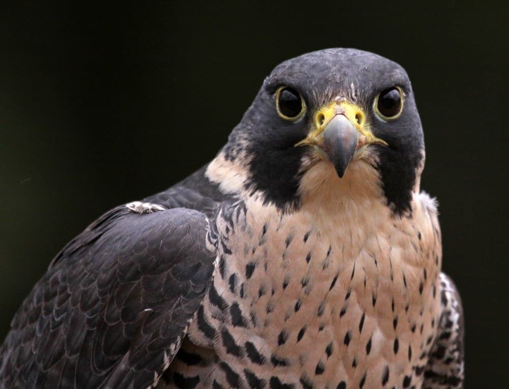 Discover 11  Birds of Prey that Patrol the U.S. Skies