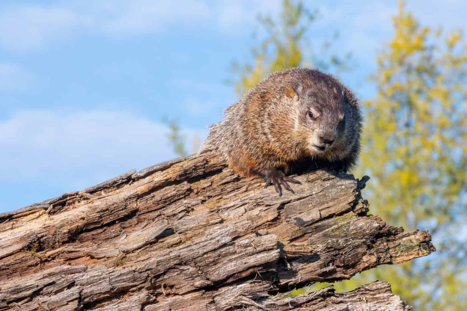 6 Impressive Facts About Woodchucks