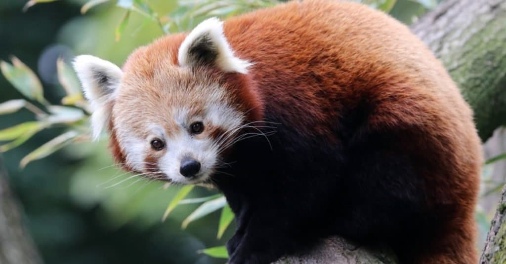 Baby Red Pandas: Adorable Pictures and Surprising Facts