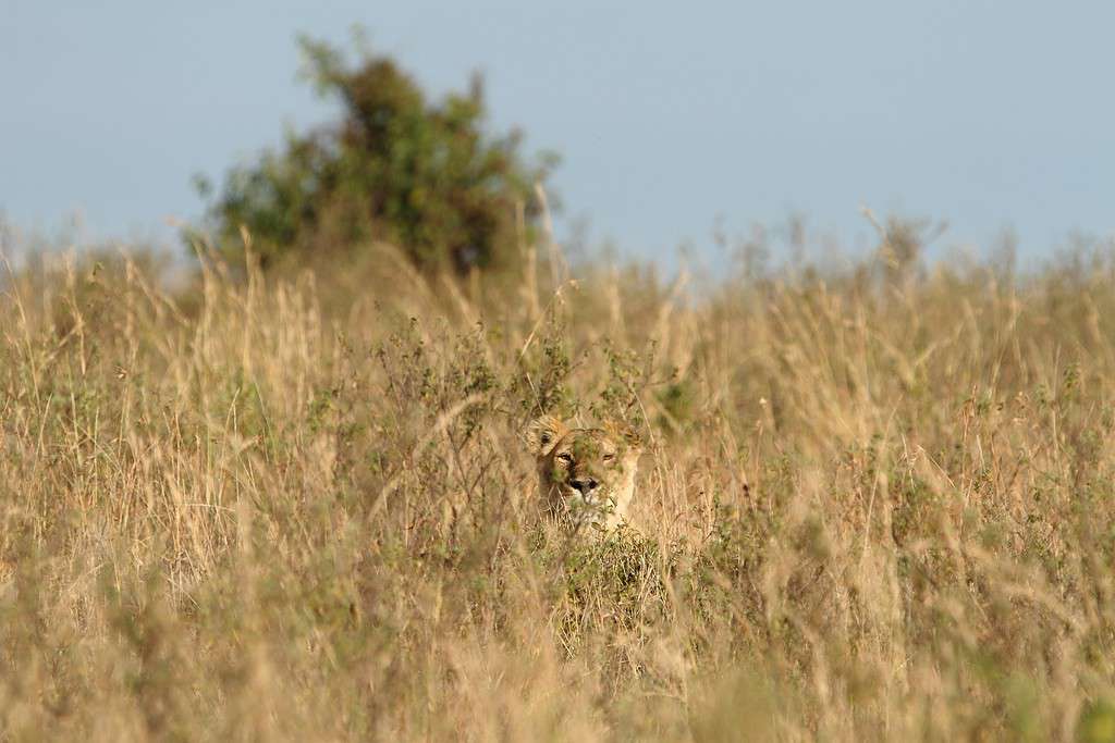 Lioness Tries Sneaking Up on a Herd of Gazelle Drinking at a River Before Making One Misstep