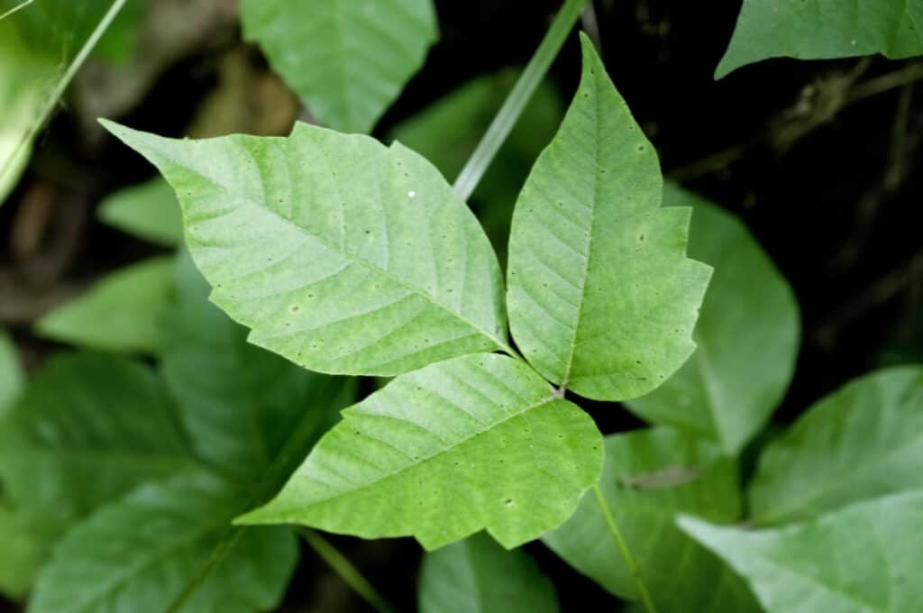 8 Effective Solutions That Kill Poison Ivy Permanently