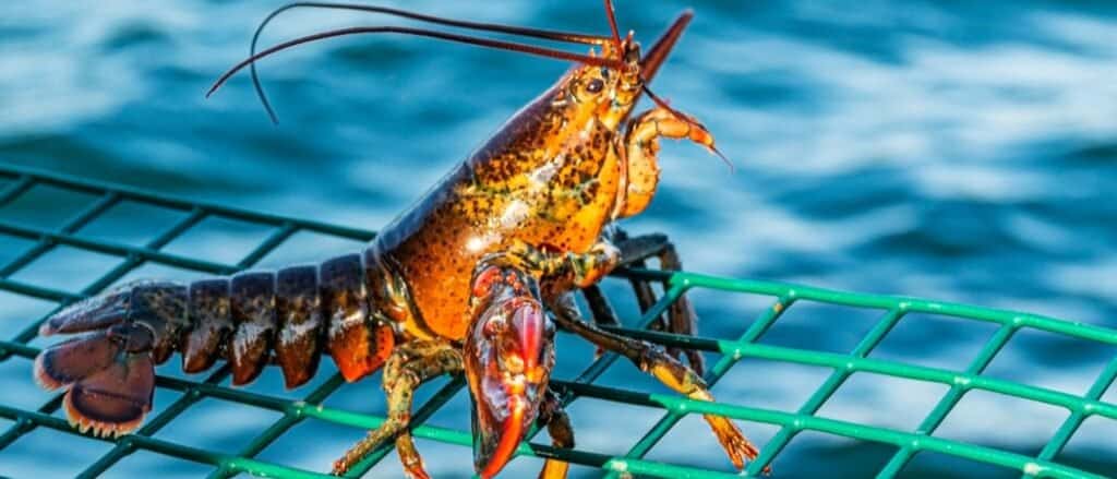 Do Lobsters Mate for Life? 5 Amazing Facts About These Amazing Creatures