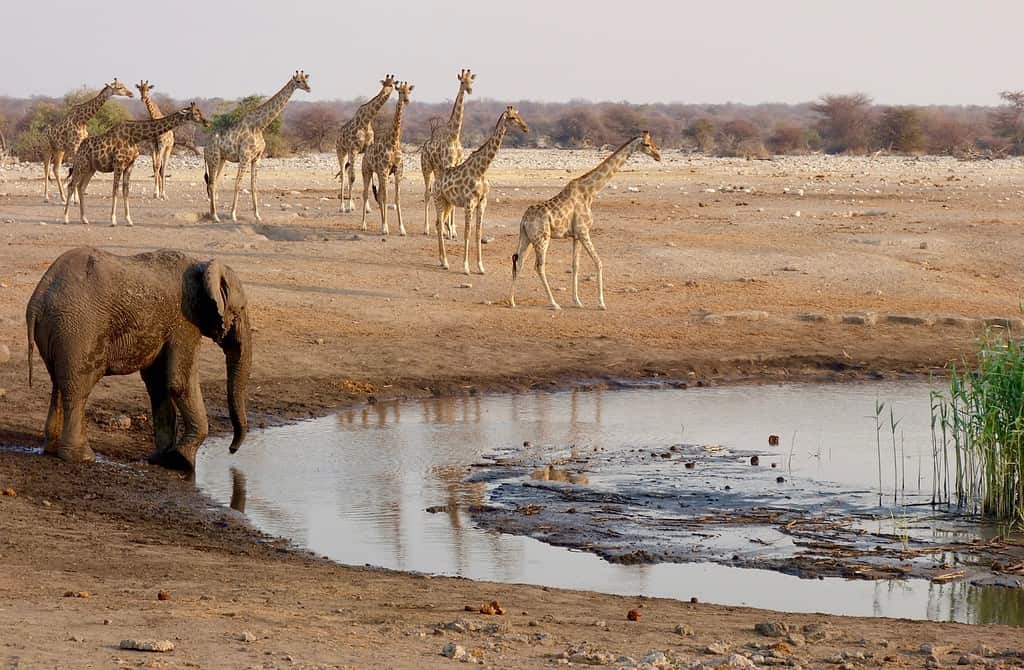 Discover the 4 Countries Where the Most Rhinos Live