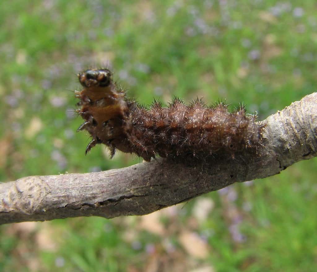 Discover How Carnivorous Caterpillars Hunt and Eat Their Prey