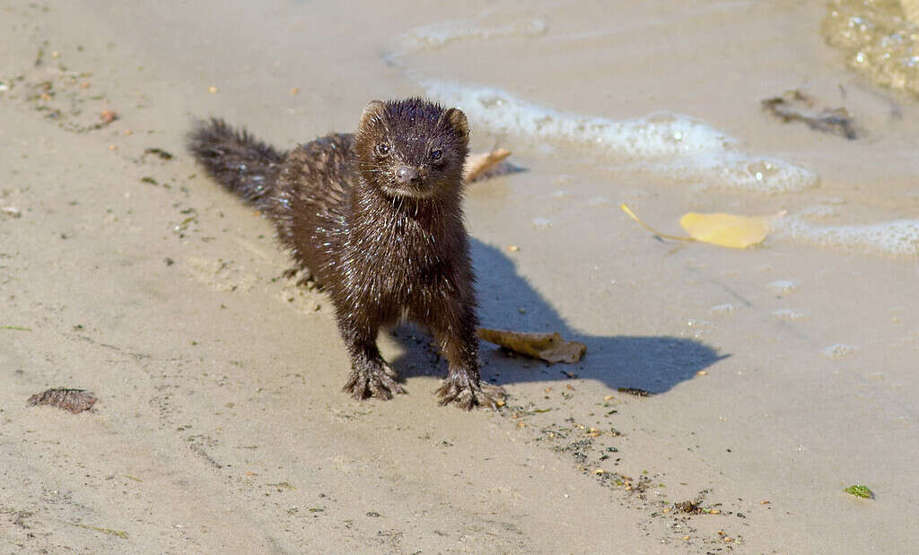 Baby Mink: 10 Adorable Pictures and 9 Incredible Facts