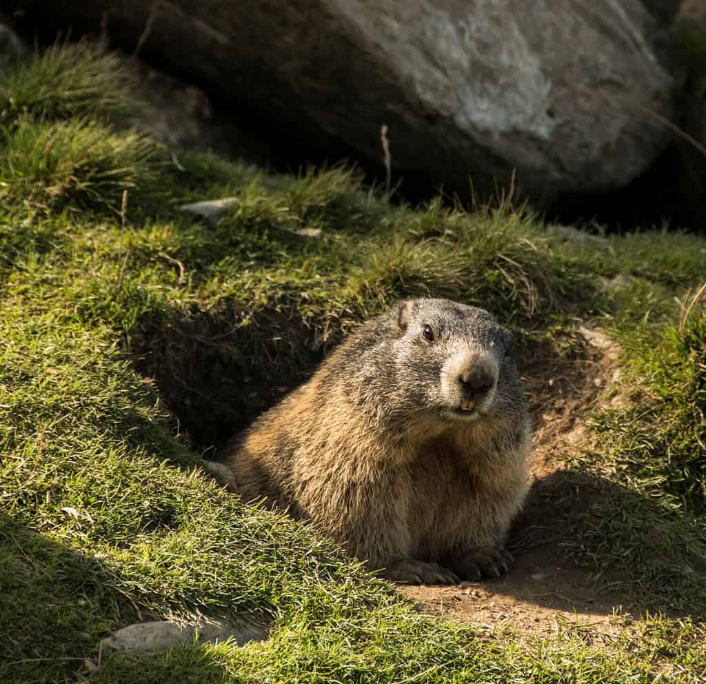 6 Impressive Facts About Woodchucks