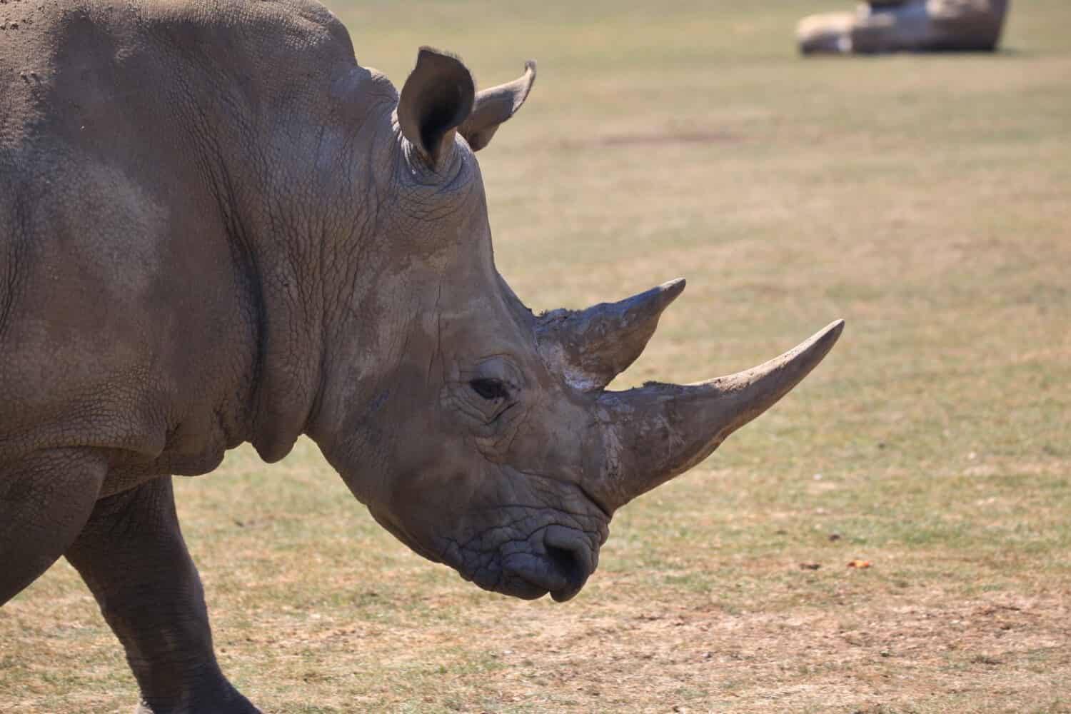 Discover the 7 Largest Zoos in England (And the Ideal Time to Visit Each)