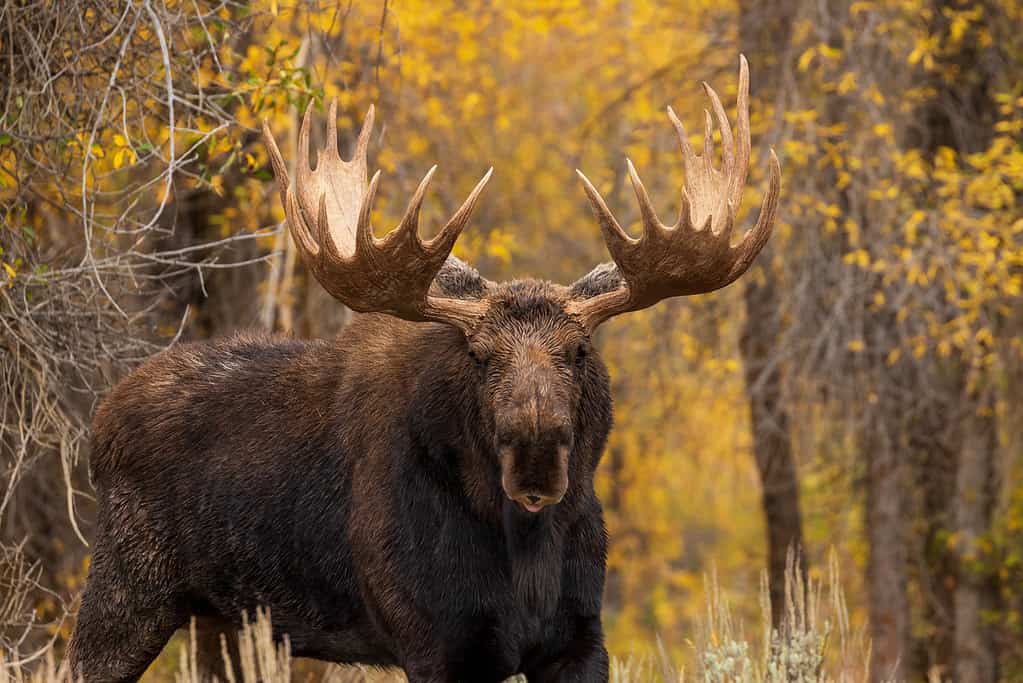 The Complete List of the 35 Animals With the Biggest Lips