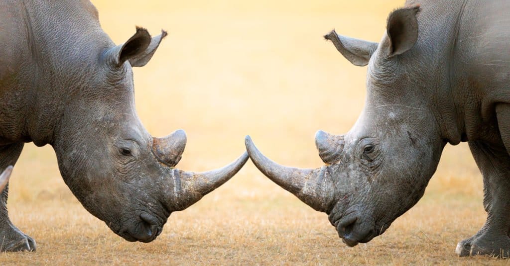 Discover the 4 Countries Where the Most Rhinos Live