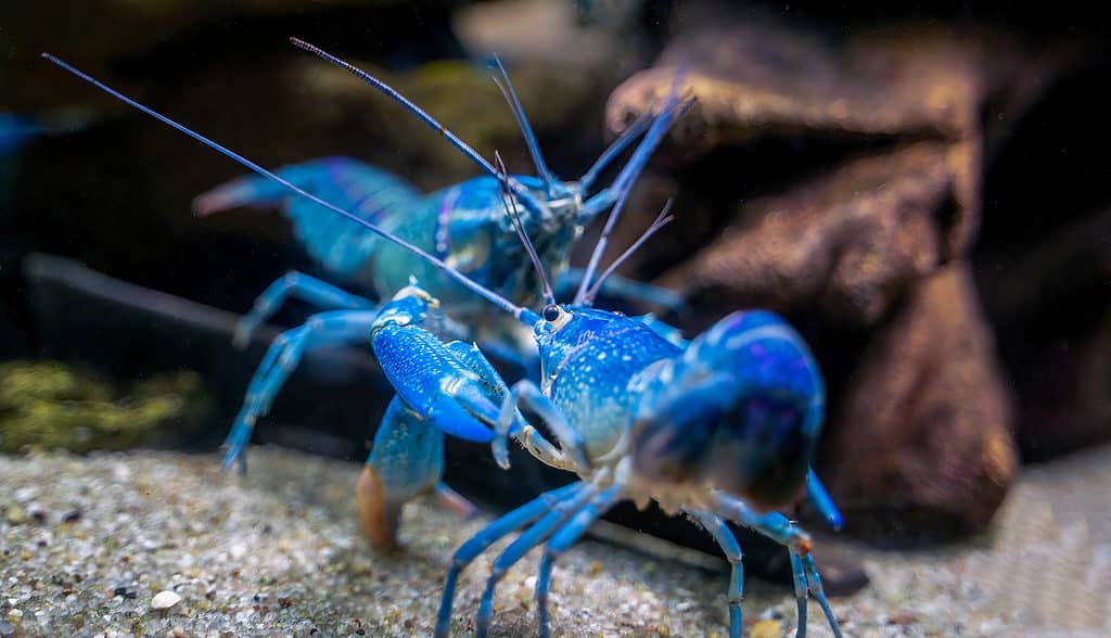 The 17 Best Tank Mates to Pair With Shrimp