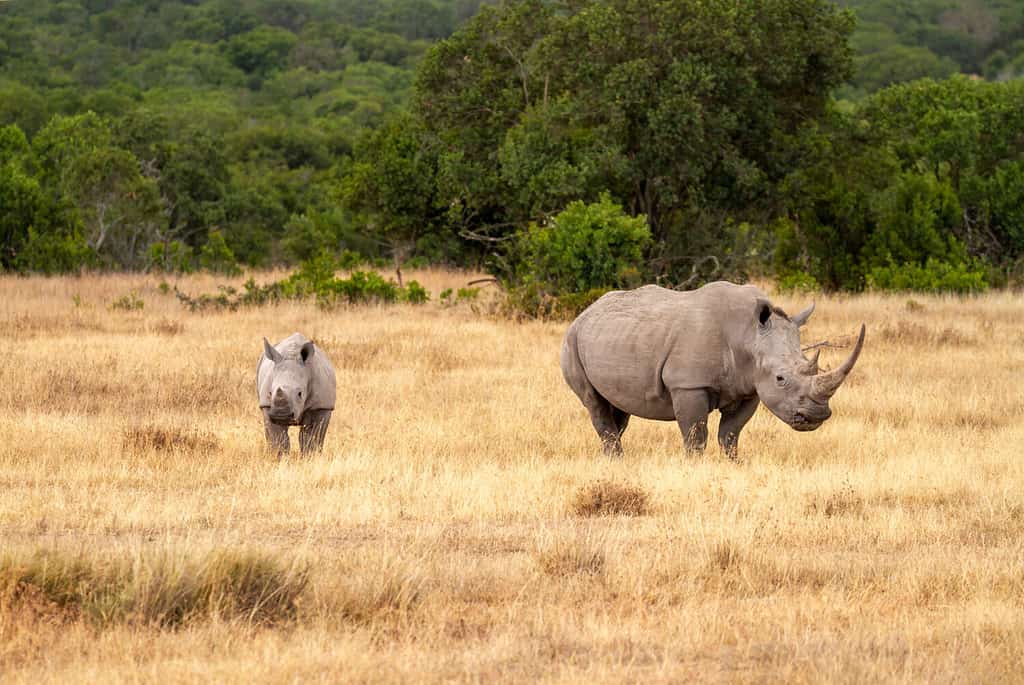 Discover the 4 Countries Where the Most Rhinos Live