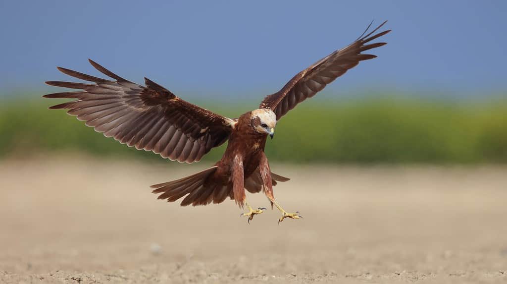 Discover 11  Birds of Prey that Patrol the U.S. Skies