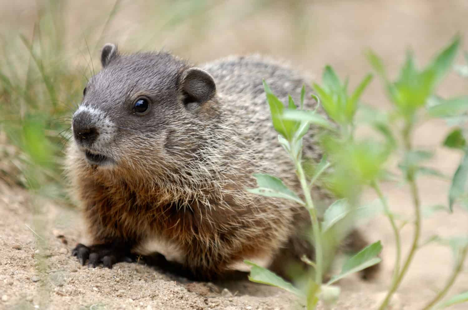 6 Impressive Facts About Woodchucks