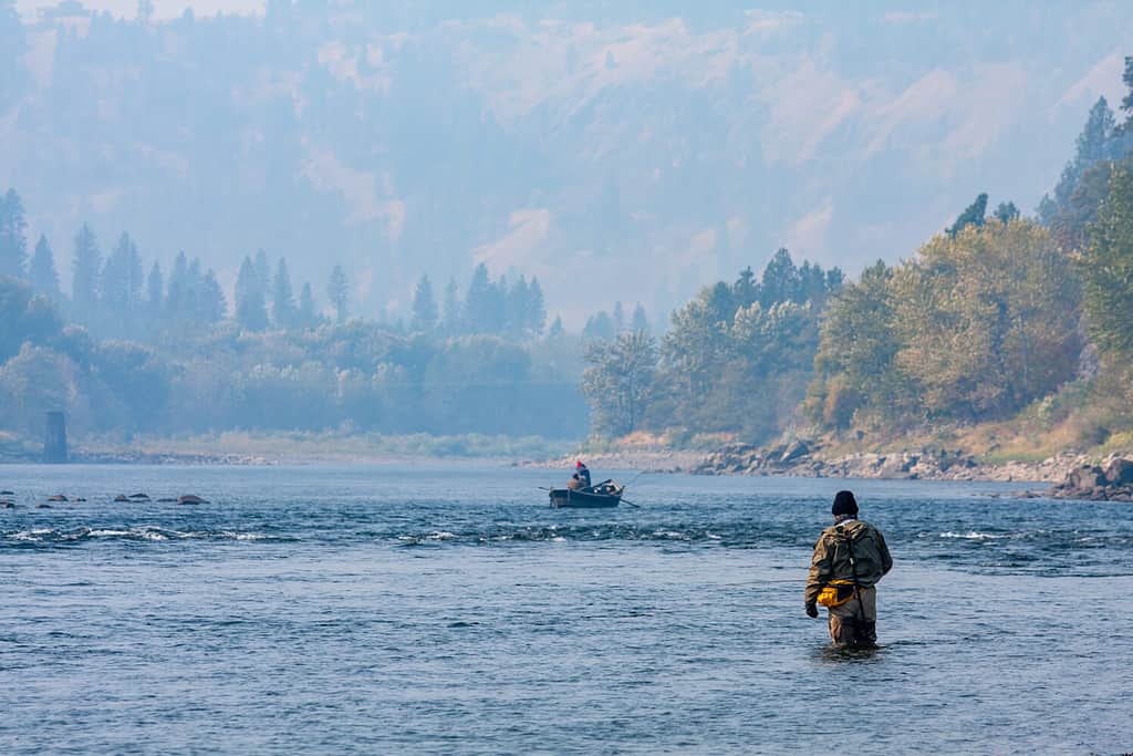 Sea Lions: Are They Eating All the Migrating Salmon?