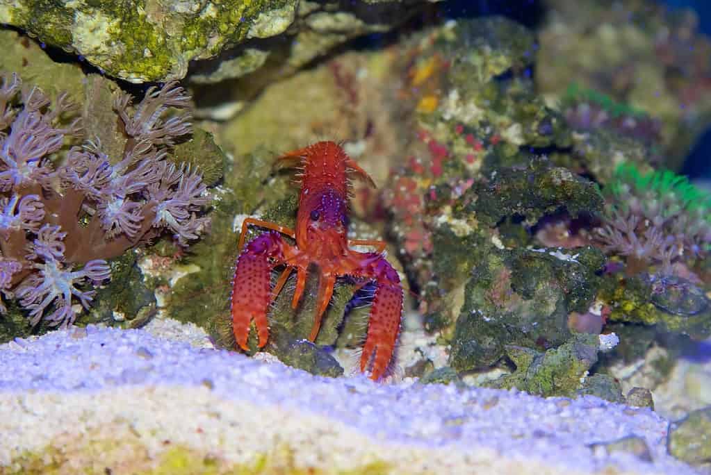 Do Lobsters Mate for Life? 5 Amazing Facts About These Amazing Creatures