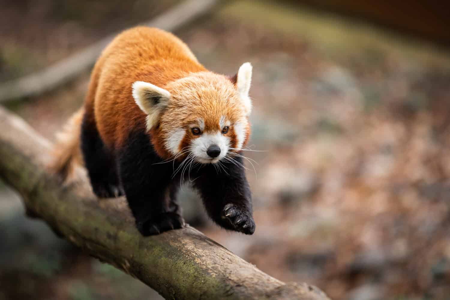 Baby Red Pandas: Adorable Pictures and Surprising Facts