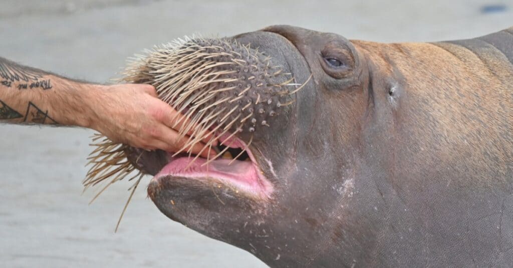 The Complete List of the 35 Animals With the Biggest Lips