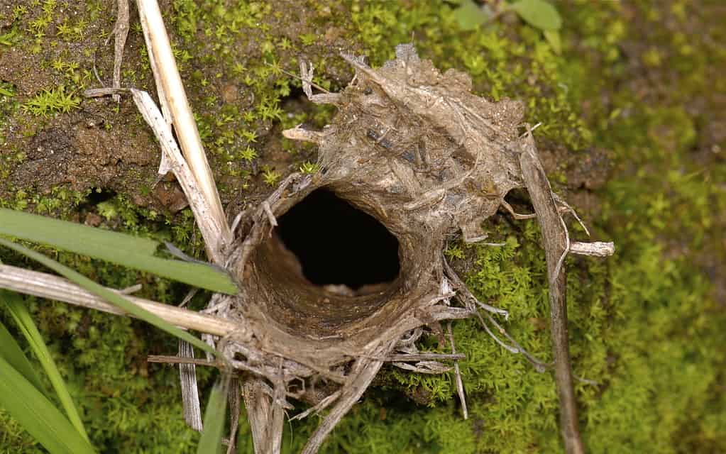 Trapdoor Spider Size: Just How Big Do These Spiders Get?