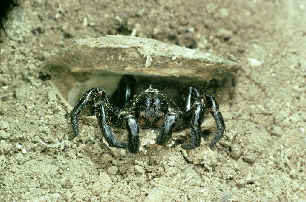 Trapdoor Spider Size: Just How Big Do These Spiders Get?