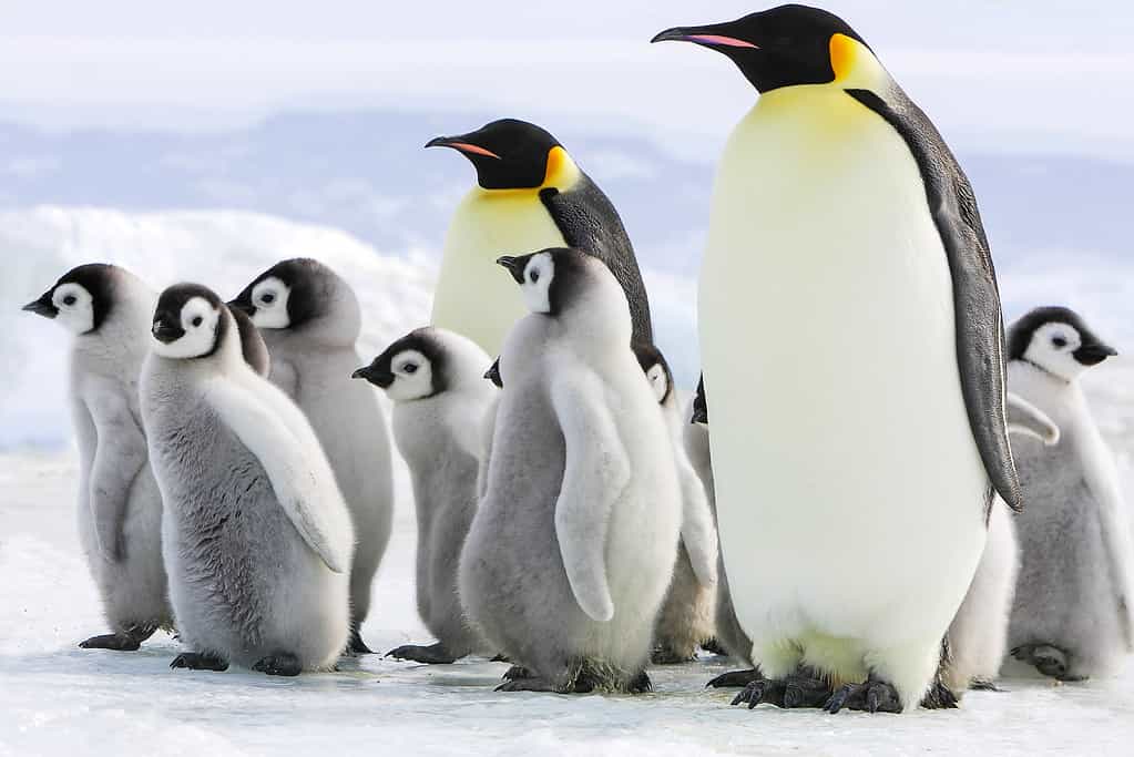 Discover How Fast Penguins Can Swim: Top Speeds and Interesting Facts!