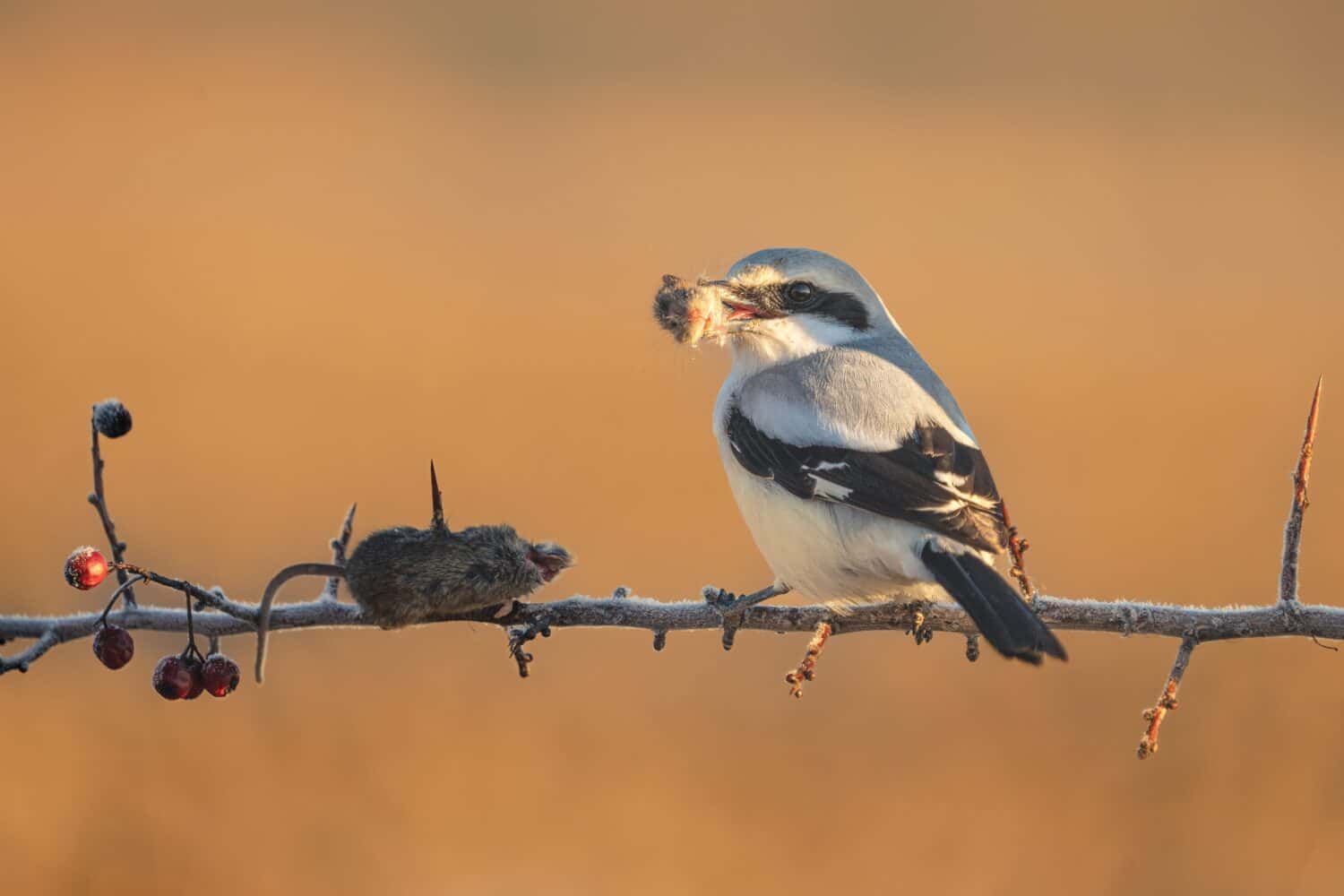 Discover 11  Birds of Prey that Patrol the U.S. Skies