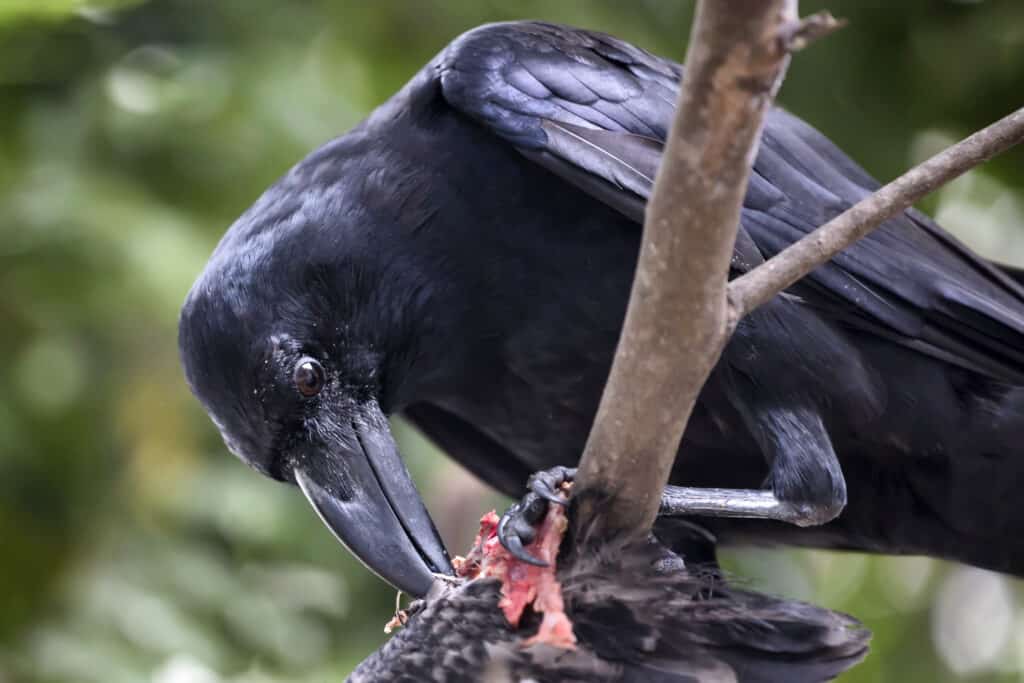 See a Raven Become a Nasty Neighbor and Attack Another Bird In His Own Nest