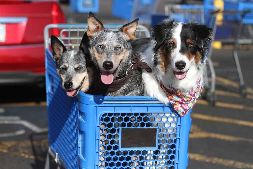 Are Dogs Allowed In Menards?