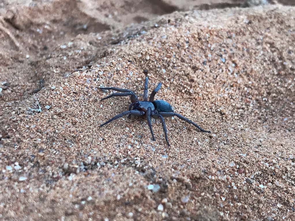 Trapdoor Spider Size: Just How Big Do These Spiders Get?