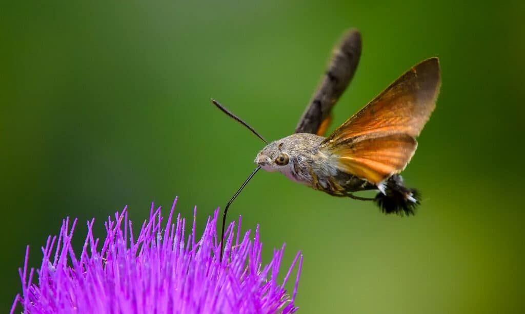 5 Moths That Look Like Hummingbirds and How to Identify Them