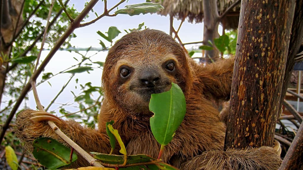 The Shocking Amount of Time Sloths Can Hold Their Breath