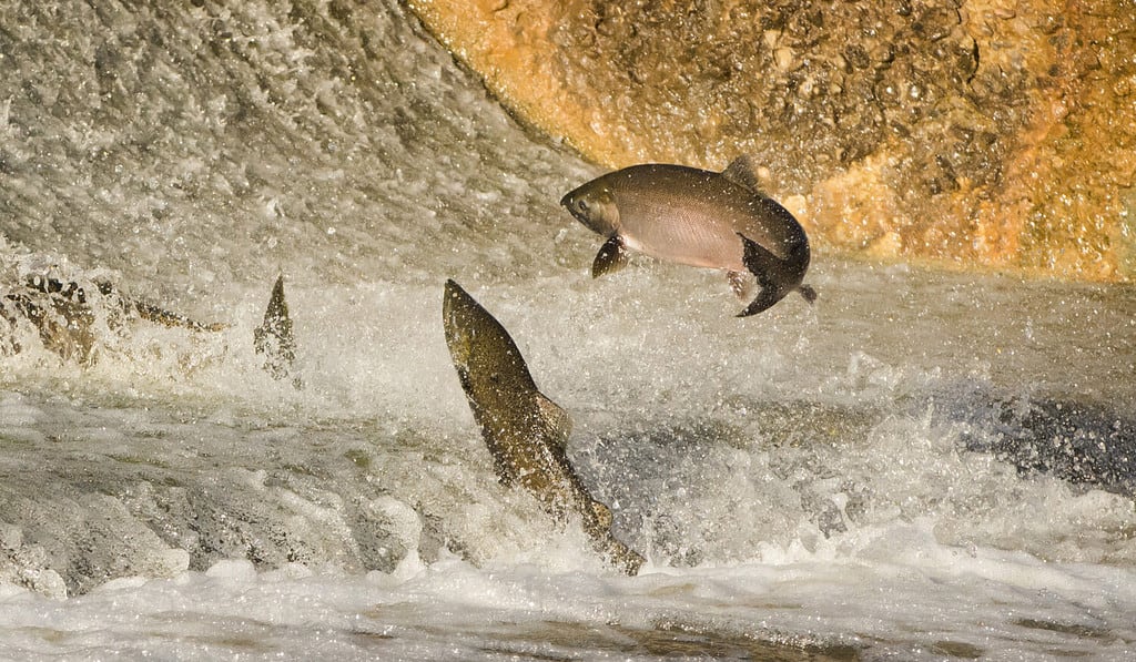 Sea Lions: Are They Eating All the Migrating Salmon?