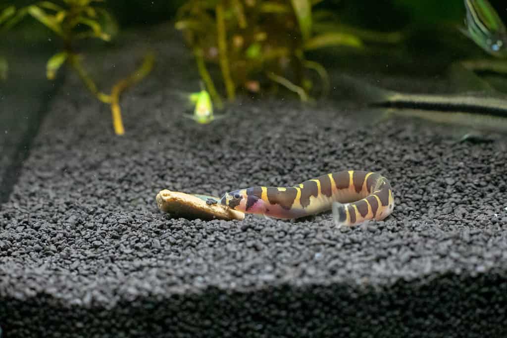 The 17 Best Tank Mates to Pair With Shrimp