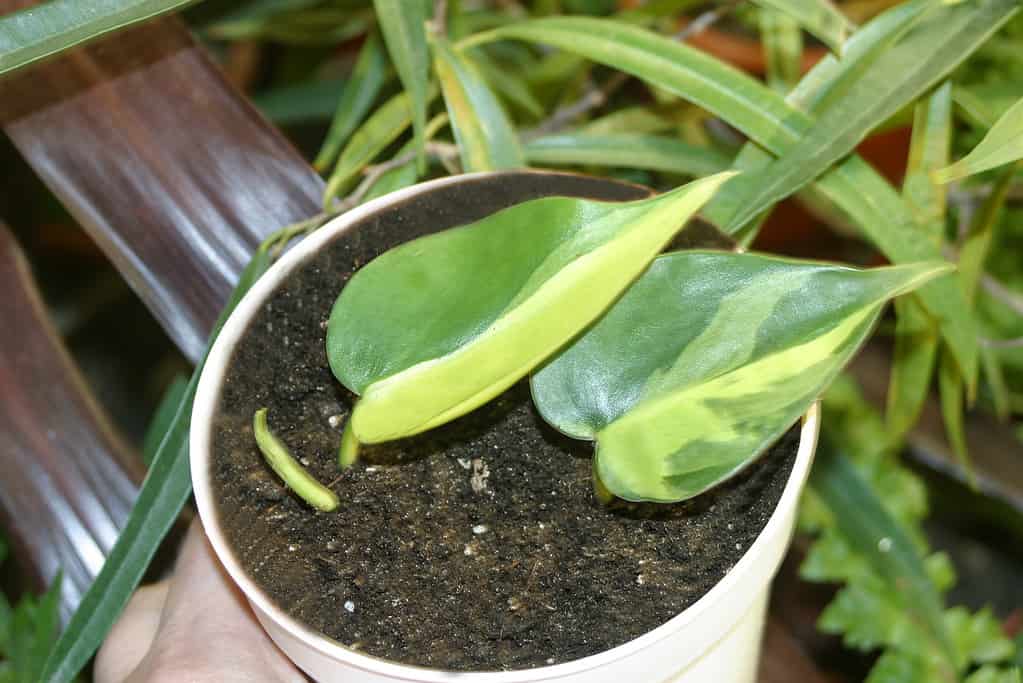 Philodendron Hederaceum Care Guide: 18 Tips for a Healthy Plant