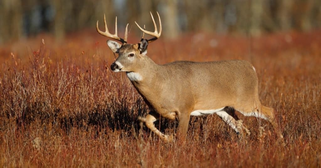 10 Reasons South Dakota Has the Best Deer Hunting in the U.S.