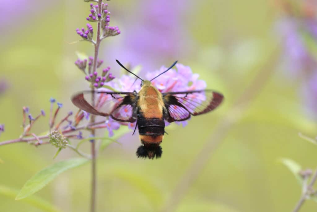 5 Moths That Look Like Hummingbirds and How to Identify Them