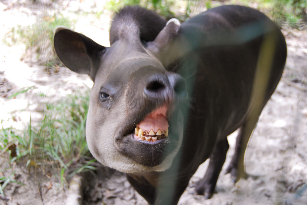 The Complete List of the 35 Animals With the Biggest Lips