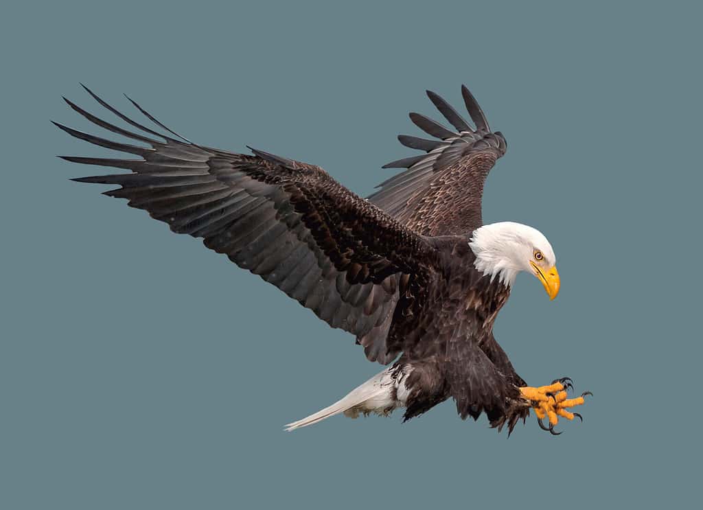 Discover 11  Birds of Prey that Patrol the U.S. Skies