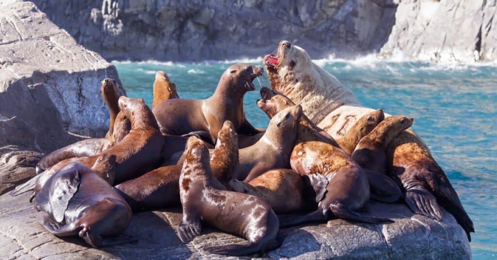 Sea Lions: Are They Eating All the Migrating Salmon?