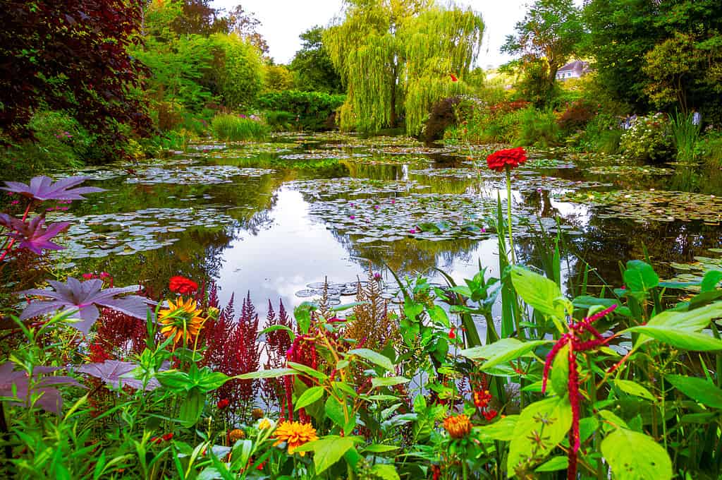 How to Stock a Pond with Fish: 5 Important Steps to Follow