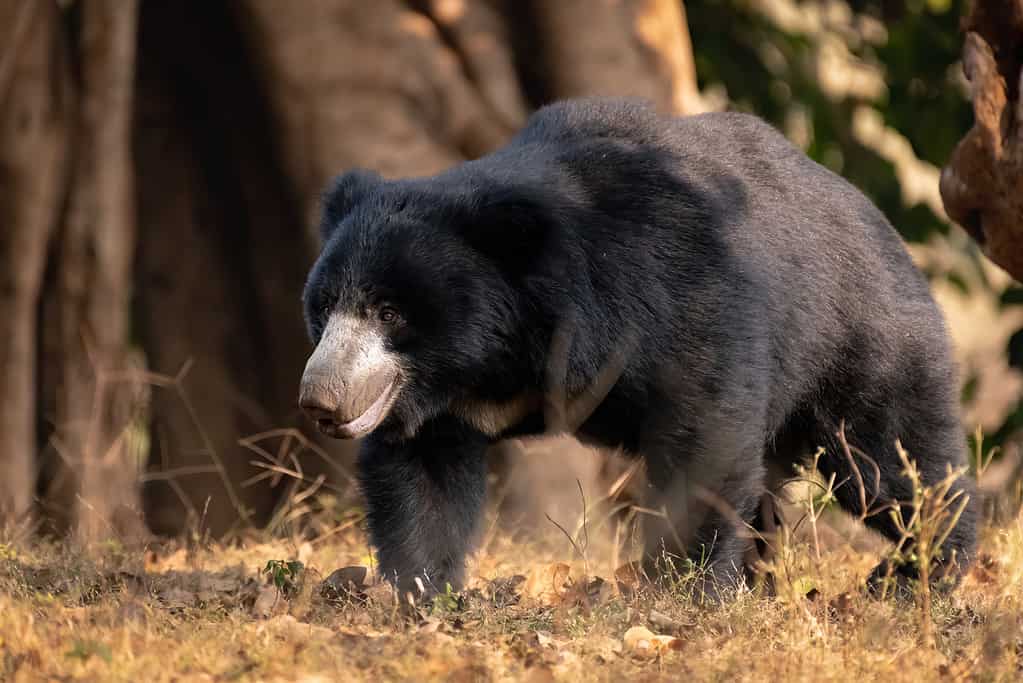 Jungle Book Animals: Discover the Real Life Animals In the Book