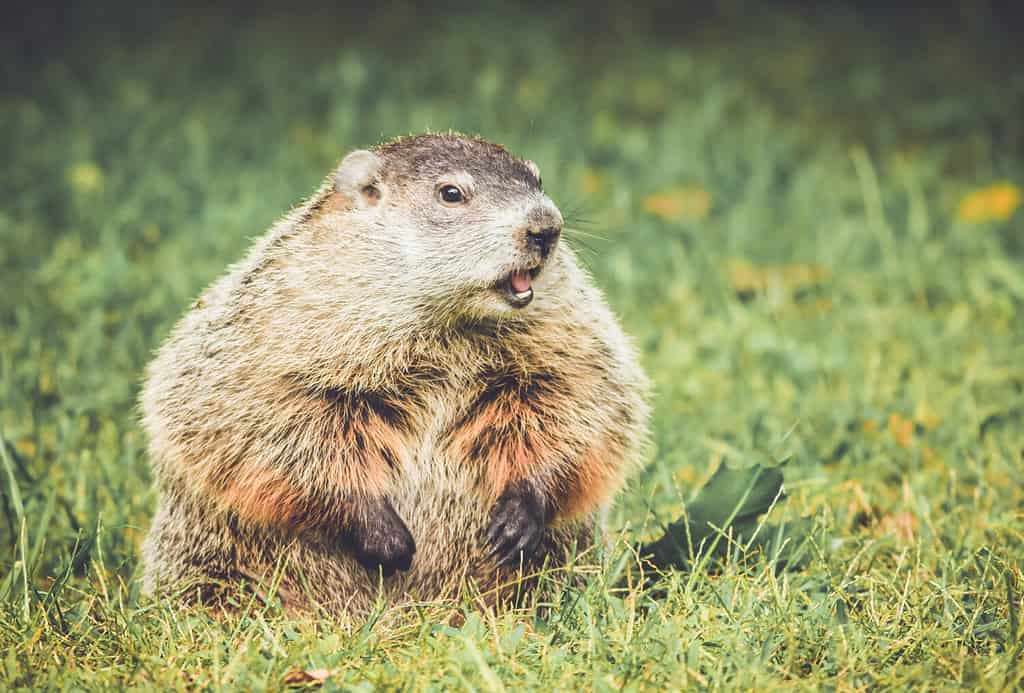 6 Impressive Facts About Woodchucks