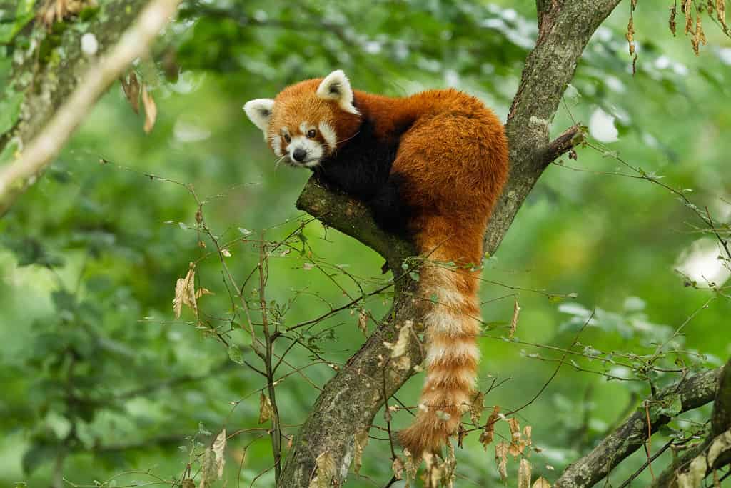 Baby Red Pandas: Adorable Pictures and Surprising Facts