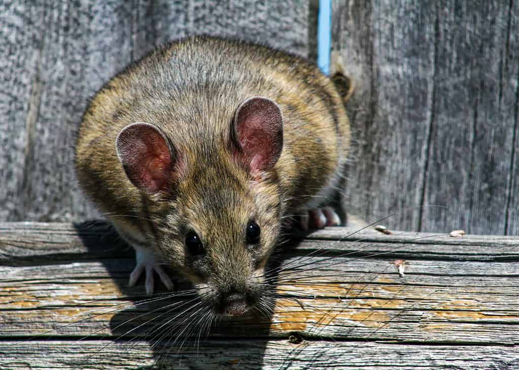 Why Do Rats Even Exist? Discover Their Purpose in the Environment