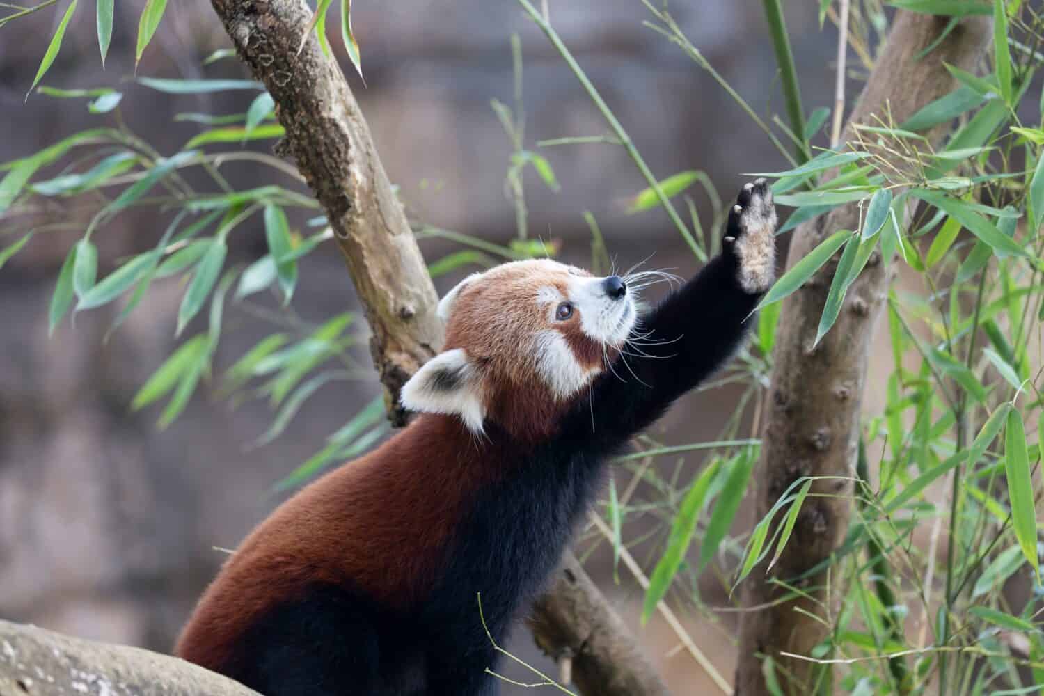 Baby Red Pandas: Adorable Pictures and Surprising Facts