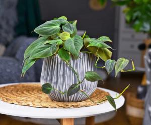 Philodendron Hederaceum Care Guide: 18 Tips for a Healthy Plant